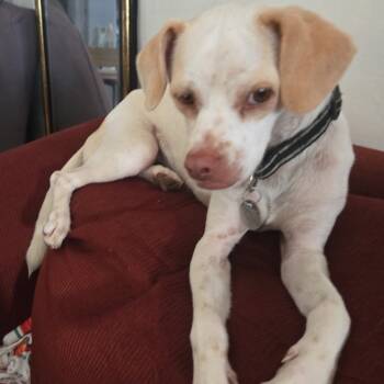 Rescue Jack Russell Terrier and Beagle Dogs for Adoption in Chino Hills, California - Rocky - Claremont Location | PetCurious