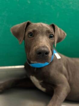 A256389 -  Pit Bull Terrier and Mixed Breed Dog for Adoption in Visalia, California - A256389 | PetCurious