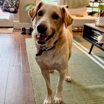 CARTER -  Labrador Retriever and Golden Retriever Dog for Adoption in Louisville, Kentucky - CARTER | PetCurious
