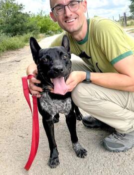 Rescue Australian Cattle Dog Blue Heeler and Pit Bull Terrier Dogs for Adoption in Fairfield, Connecticut - Jax | PetCurious