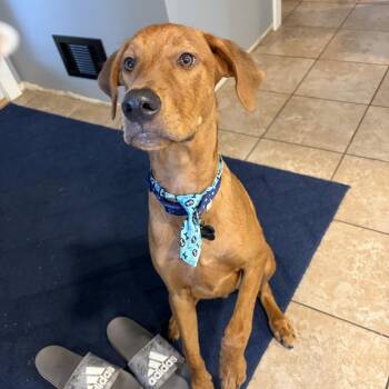 Lennox -  Doberman Pinscher and Vizsla Dog for Adoption in Ferndale, Michigan - Lennox | PetCurious
