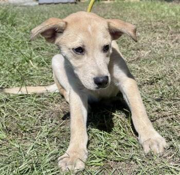 Storm -  Yellow Labrador Retriever and Husky Dog for Adoption in Jacksonville, Florida - Storm | PetCurious