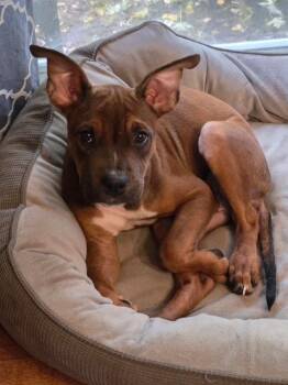 Roxy -  Boxer Dog for Adoption in Aurora, Illinois - Roxy | PetCurious