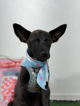 Princess Ariel-One of our Amazing Rescue Dogs -  Dutch Shepherd and Belgian Shepherd Malinois Dog for Adoption in Carlsbad, California - Princess Ariel-One Of Our Amazing Rescue Dogs | PetCurious