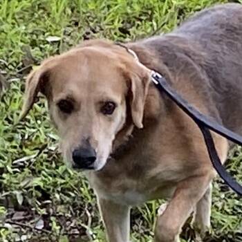 Beagle and Labrador Retriever Dogs Available for Adoption in Sarasota, Florida - Mandi | PetCurious