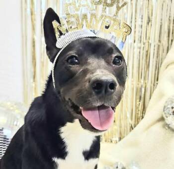 Labrador Retriever Dogs Available for Adoption - Fawn | PetCurious