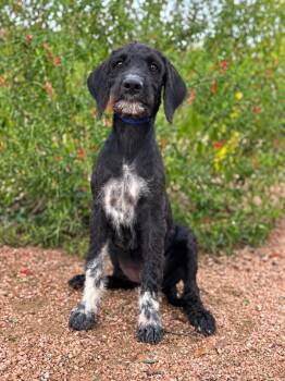 Ruby -  Labrador Retriever and Standard Poodle Dog for Adoption in Helotes, Texas - Ruby | PetCurious