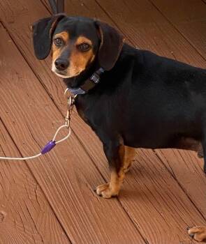Hotdog Buddy -  Dachshund and Mixed Breed Dog for Adoption in Crossville, Tennessee - Hotdog Buddy | PetCurious