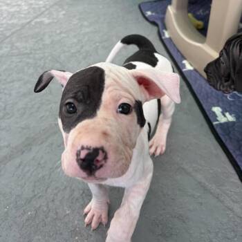 Leslie -  Hound and Mixed Breed Dog for Adoption in Pinellas Park, Florida - Leslie | PetCurious