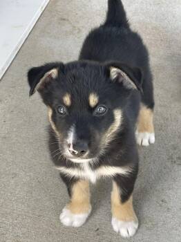 Jonathon -  Australian Shepherd Dog for Adoption in Bolivar, Missouri - Jonathon | PetCurious