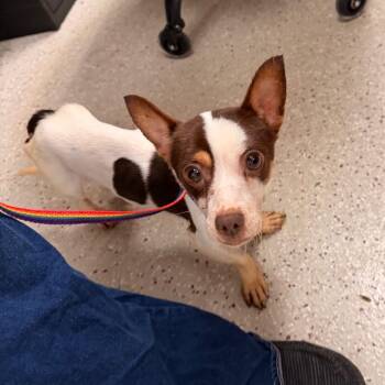 Tim -  Chihuahua Dog for Adoption in Indianapolis, Indiana - Tim | PetCurious