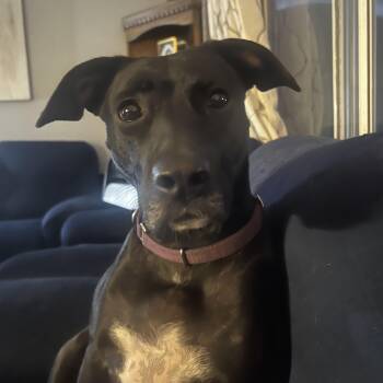 Rescue Black Labrador Retriever and Pit Bull Terrier Dogs for Adoption in Holly, Michigan - Luna | PetCurious