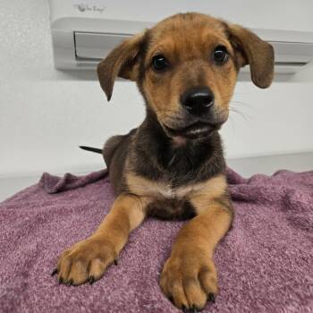 German Shepherd Dog and Black Mouth Cur Dogs Available for Adoption in Wilmington, Delaware - Walker | PetCurious