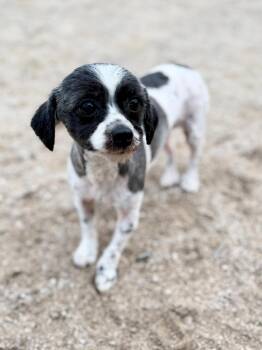 Sophia -  Shih Tzu Dog for Adoption in Muskegon, Michigan - Sophia | PetCurious