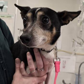 Rat Terrier Dogs Available for Adoption - Sloan | PetCurious