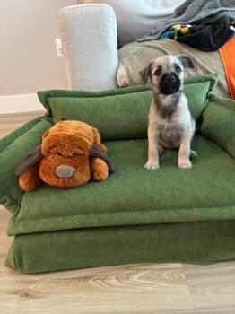 Loch Ness Monster -  Pug and Schnauzer Dog for Adoption in Phoenix, Arizona - Loch Ness Monster | PetCurious