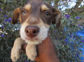 Rescue Australian Kelpie Dogs for Adoption in San Diego, California - Joe! | PetCurious