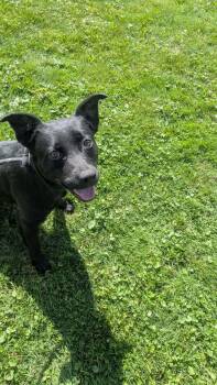 Homer -  Mixed Breed Dog for Adoption in Vaudreuil-dorion, Quebec - Homer | PetCurious