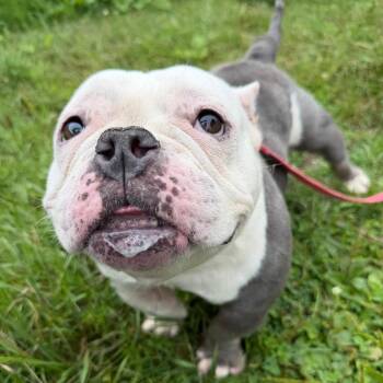 Margot -  Mixed Breed Dog for Adoption in Oshkosh, Wisconsin - Margot | PetCurious