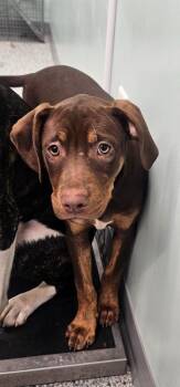 Nami -  Terrier Dog for Adoption in Athens, Tennessee - Nami | PetCurious