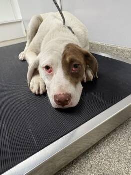 Breezy -  Pit Bull Terrier and Mixed Breed Dog for Adoption in Pequot Lakes, Minnesota - Breezy | PetCurious