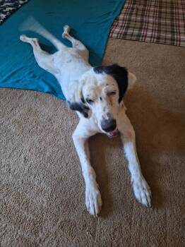 Glenda -  English Setter Dog for Adoption in Melbourne, Arkansas - Glenda | PetCurious