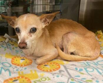 Bobo -  Mixed Breed and Chihuahua Smooth Dog for Adoption in Austin, Texas - Bobo | PetCurious