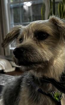 Rescue Yorkshire Terrier Dogs for Adoption in Albany, New York - Lilo | PetCurious