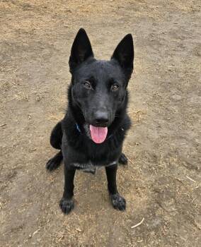Rescue German Shepherd Dog Dogs for Adoption in Sacramento, California - MERRIN | PetCurious