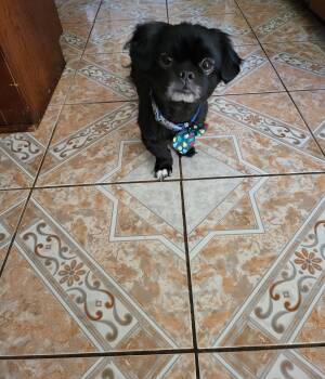 Rescue Pekingese Dogs for Adoption in Choctaw, Oklahoma - Plymouth | PetCurious