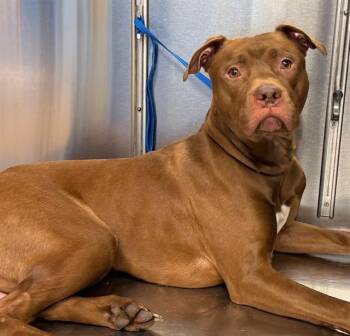 Pit Bull Terrier and Boxer Dogs Available for Adoption in Minneapolis, Minnesota - BROADWAY | PetCurious