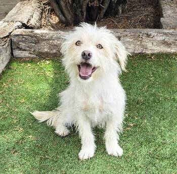 Darling Lil Mr Darby - Westiepoo -  West Highland White Terrier Westie and Poodle Dog for Adoption in North Valley, New Mexico - Darling Lil Mr Darby - Westiepoo | PetCurious