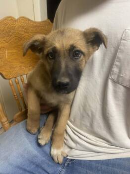 Shepherd Dogs Available for Adoption in Uxbridge, Massachusetts - Tracker | PetCurious