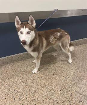 LUCKY -  Siberian Husky Dog for Adoption in Doral, Florida - LUCKY | PetCurious