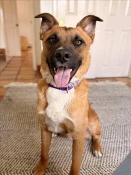 Mixed Breed Dogs Available for Adoption in Santa Fe, New Mexico - JACK | PetCurious