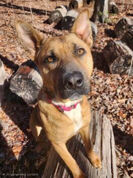 German Shepherd Dog and Cattle Dog Dogs Available for Adoption - Daisy | PetCurious