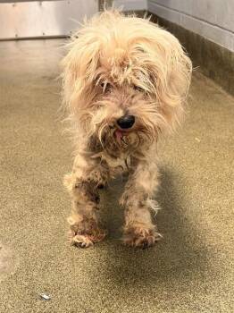 FLUFFY MONTANA -  Mixed Breed Dog for Adoption in Jacksonville, Florida - FLUFFY MONTANA | PetCurious