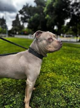 Pit Bull Terrier Dogs Available for Adoption in Fremont, California - ENZO | PetCurious