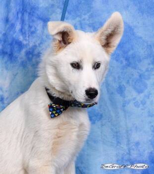 Shepherd and Labrador Retriever Dogs Available for Adoption in Pittsboro, North Carolina - Silas | PetCurious