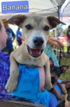 Rescue Carolina Dog and Pit Bull Terrier Dogs for Adoption in Tulsa, Oklahoma - Banana | PetCurious