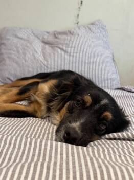 MoMo -  Australian Shepherd and Cocker Spaniel Dog for Adoption in Tucson, Arizona - MoMo | PetCurious