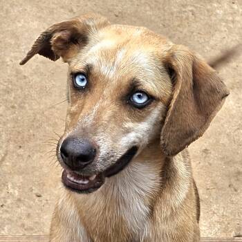 EVEREST -  Catahoula Leopard Dog Dog for Adoption in Athens, Alabama - EVEREST | PetCurious