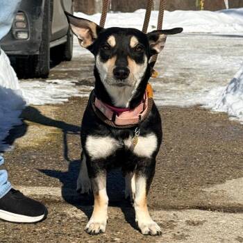 Shepherd Dogs Available for Adoption - CT Calypso | PetCurious