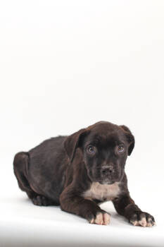 Rescue Flat Coated Retriever and Mixed Breed Dogs for Adoption in Morton Grove, Illinois - Thomas | PetCurious