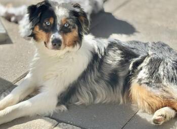 Meadow -  Australian Shepherd Dog for Adoption in Wolcott, Connecticut - Meadow | PetCurious