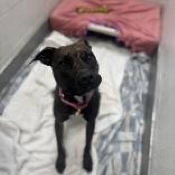Rescue Mixed Breed Dogs for Adoption in Hilliard, Ohio - Nelle | PetCurious