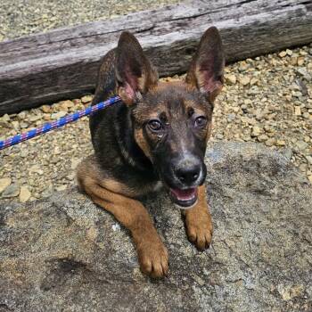 Sadie -  Mixed Breed and Boxer Dog for Adoption in Blairsville, Georgia - Sadie | PetCurious