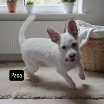 Rescue West Highland White Terrier Westie and Wire Fox Terrier Dogs for Adoption in Shorewood, Illinois - Paca | PetCurious