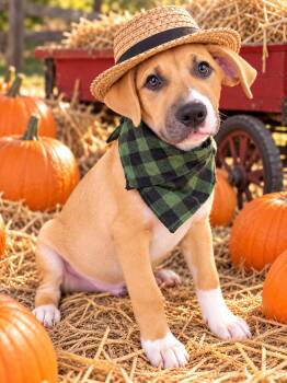 Dinky -  Border Collie and Labrador Retriever Dog for Adoption in Mount Laurel Township, New Jersey - Dinky | PetCurious