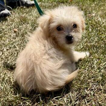 Jolene -  Shih Tzu Dog for Adoption in Hillsborough, North Carolina - Jolene | PetCurious